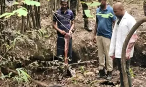 Farmers On Alert After Tiger Sighted In Mahbubabad