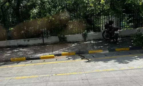 Large Rat Snake Spotted at Sanjeevaiah Park