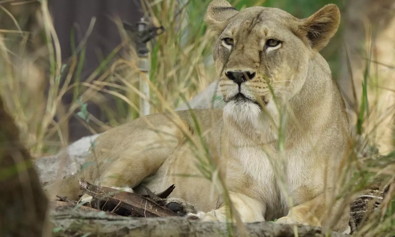 Nehru Zoo Celebrates World Lion Day