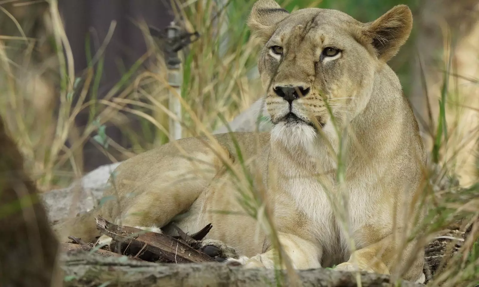 Nehru Zoo Celebrates World Lion Day