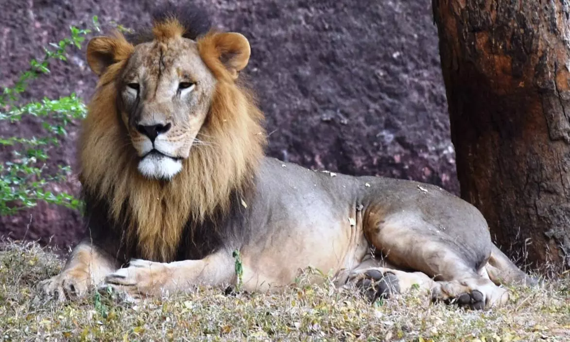 Nehru Zoo Celebrates World Lion Day
