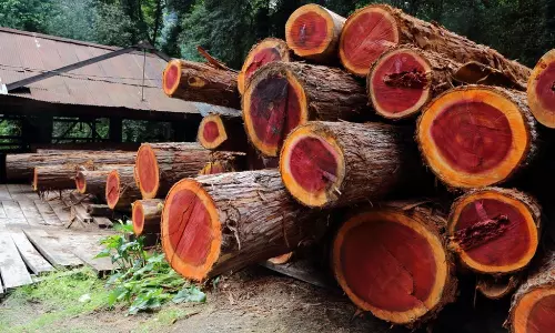 Red Sandalwood Smuggler Nagadastagiri Reddy Arrested in Kadapa