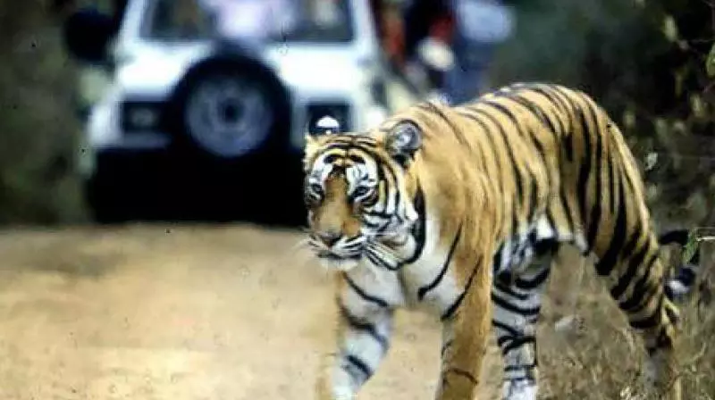 Two Tigresses Die in Kolkata’s Alipore Zoo Within 24 Hours