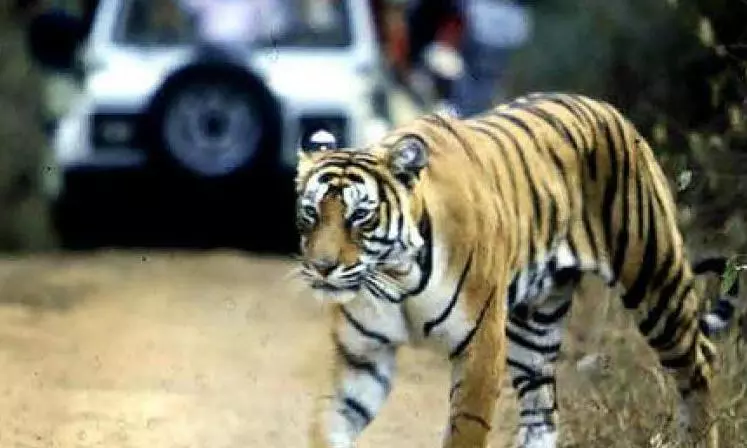 Curbs on Heavy Vehicle Eased in Kawal Tiger Reserve