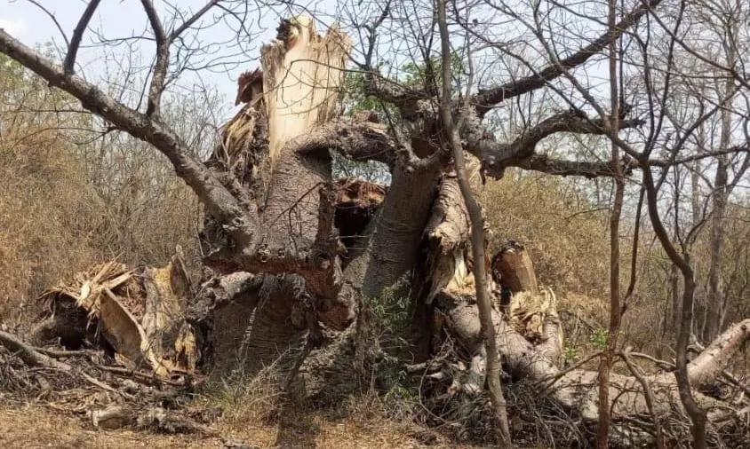 Rare Baobabs Need Protection: Experts