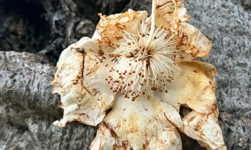 Rare Baobabs Need Protection: Experts