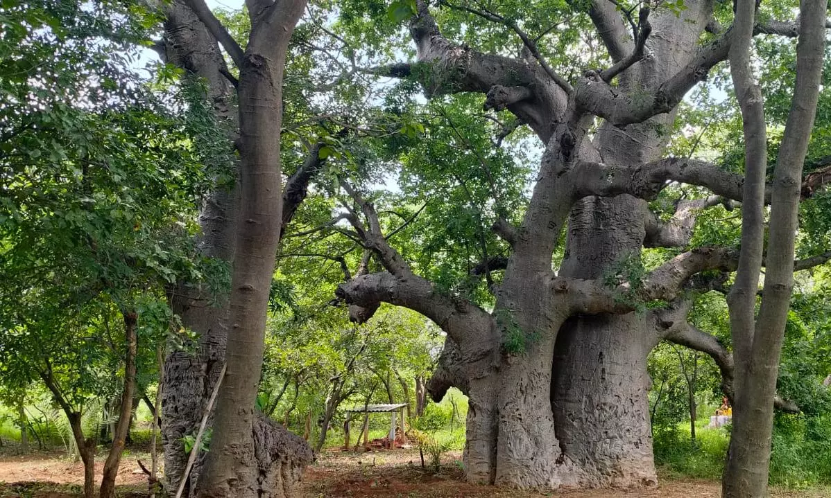 Rare Baobabs Need Protection: Experts