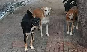 Hyderabadis Divided On SC Order On Dogs