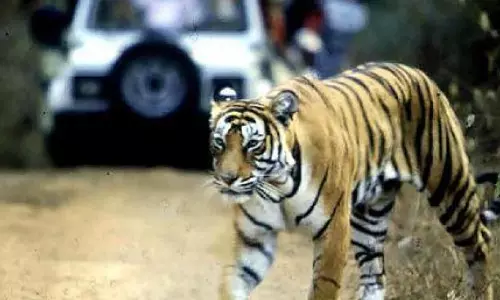 Two Tigresses Die in Kolkata’s Alipore Zoo Within 24 Hours
