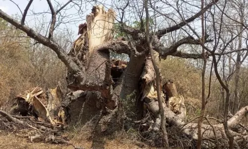 Rare Baobabs Need Protection: Experts Rare Baobabs Need Protection: Experts