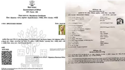 After Dogs, Cat Now Seeks Residence Certificate in Bihar After Dogs, Cat Now Seeks Residence Certificate in Bihar