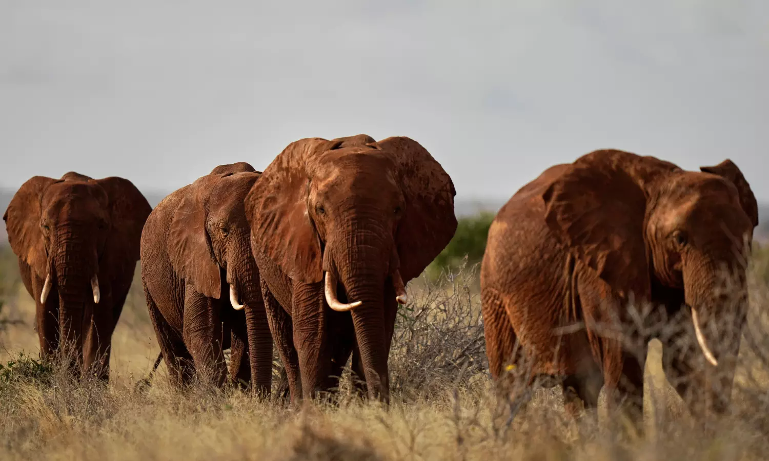 Farmers Use Bees, Sesame to Ward Off Marauding Elephants in Kenya