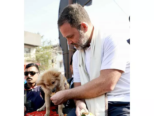 Rahul Gandhi Criticises SC Ruling on Stray Dogs Rahul Gandhi Criticises SC Ruling on Stray Dogs
