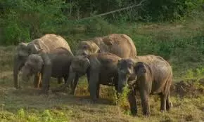 Elephant Day Celebrated At S.V. Zoological Park