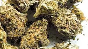 Guntur Police Destroys Dry, Liquid And Hydro Cannabis