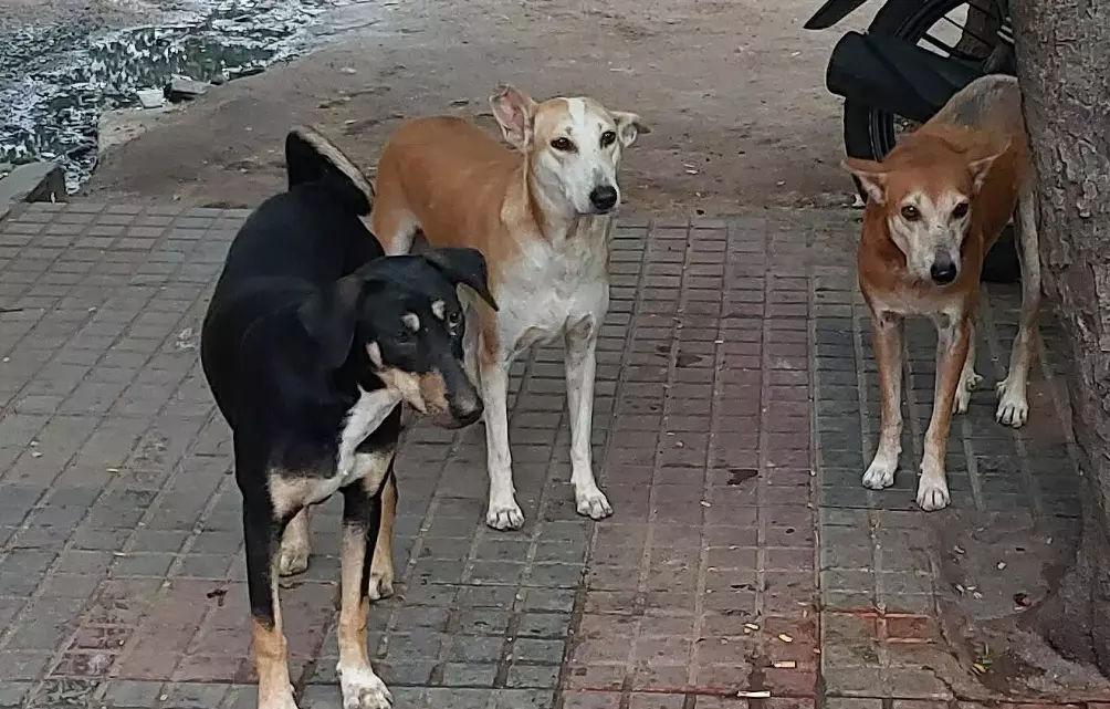 IIL Pledges 5 lakh Doses of Veterinary Anti-rabies Vaccine for Free Roaming Dogs