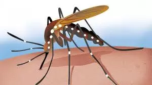 Malaria Cases Underreported In Hyderabad