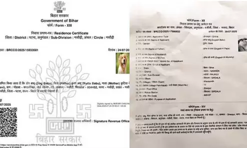 After Dogs, Cat Now Seeks Residence Certificate in Bihar