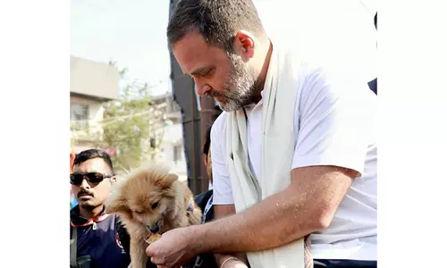 Rahul Gandhi Criticises SC Ruling on Stray Dogs Rahul Gandhi Criticises SC Ruling on Stray Dogs