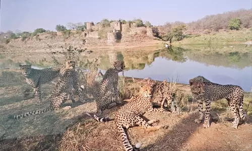 MP: Female Cheetah Jwala Ventures out of Kuno, Rescued in Ranthambore National Park of Rajasthan