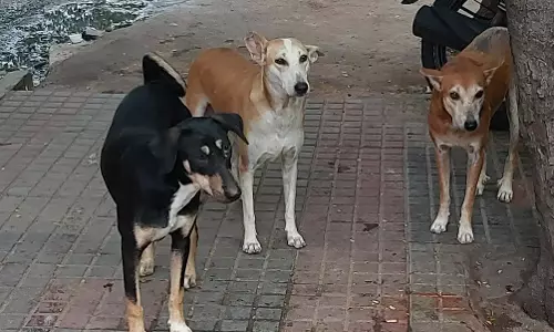 Madhya Pradesh Records Over 10 Lakh Stray Dogs: NHM Report