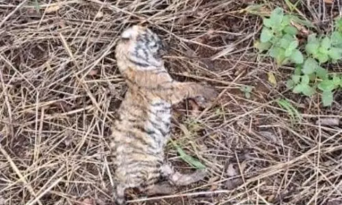 Two Tiger Cubs Die of Starvation in Cauvery Wildlife Sanctuary