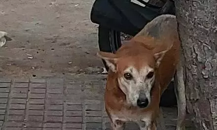 Rabies Scare After Stray Dog Bites 15 in Bagalkot