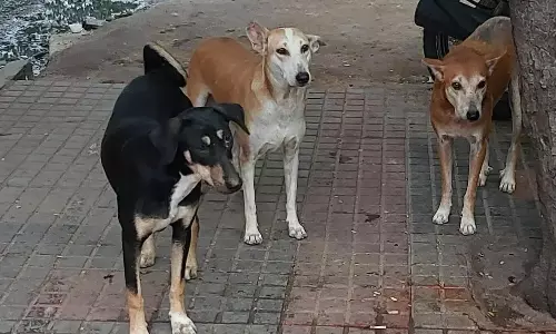 Dogs Removed From Symbiosis Campus, Students Seek Info on Whereabouts