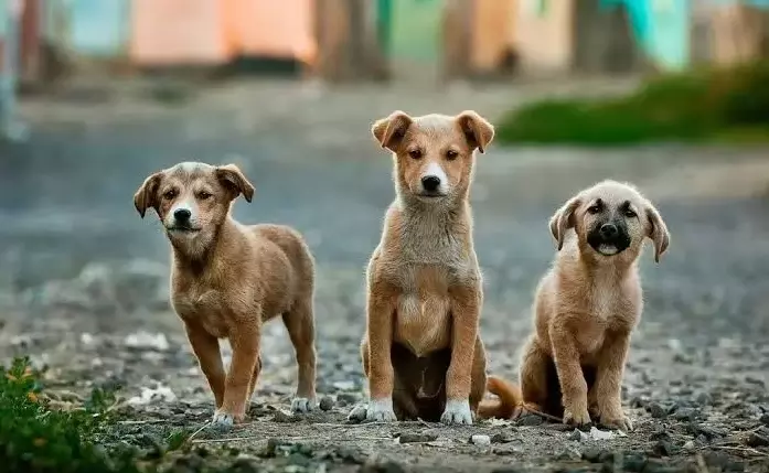 Hyderabad to Host Indie Dog Puppy Adoption Drive on Aug 17
