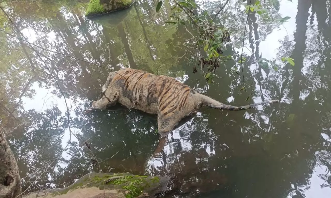 Tiger Found Dead In MP Reserve, Officials Attribute Death To Territorial Fight, Conservationists Suspect Foul Play