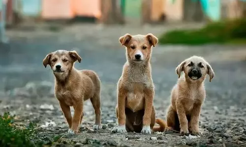 Hyderabad to Host Indie Dog Puppy Adoption Drive on Aug 17