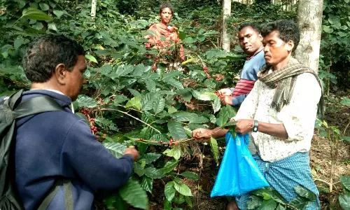 AP’s Coffee Output Remains Stagnant