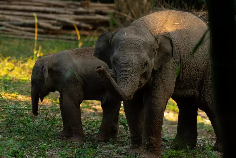 Two Kumki Elephants to Arrive in Manyam Two Kumki Elephants to Arrive in Manyam