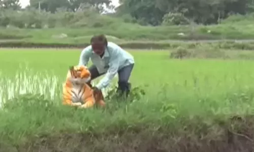 This Telangana Village Battles Monkeys with Toy Tigers