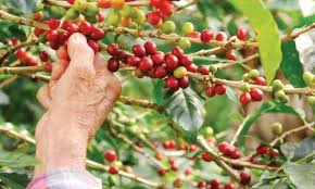 GCC Gets Land for Coffee Project in Anakapalle District