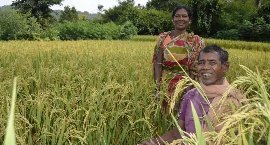 Odisha Farmers Allowed Self-declaration Registration For Paddy Sale: Minister