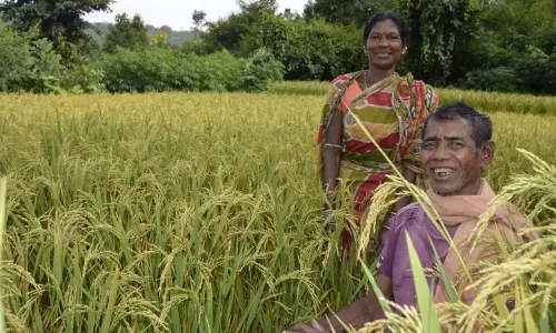 Odisha Farmers Allowed Self-declaration Registration For Paddy Sale: Minister Odisha Farmers Allowed Self-declaration Registration For Paddy Sale: Minister