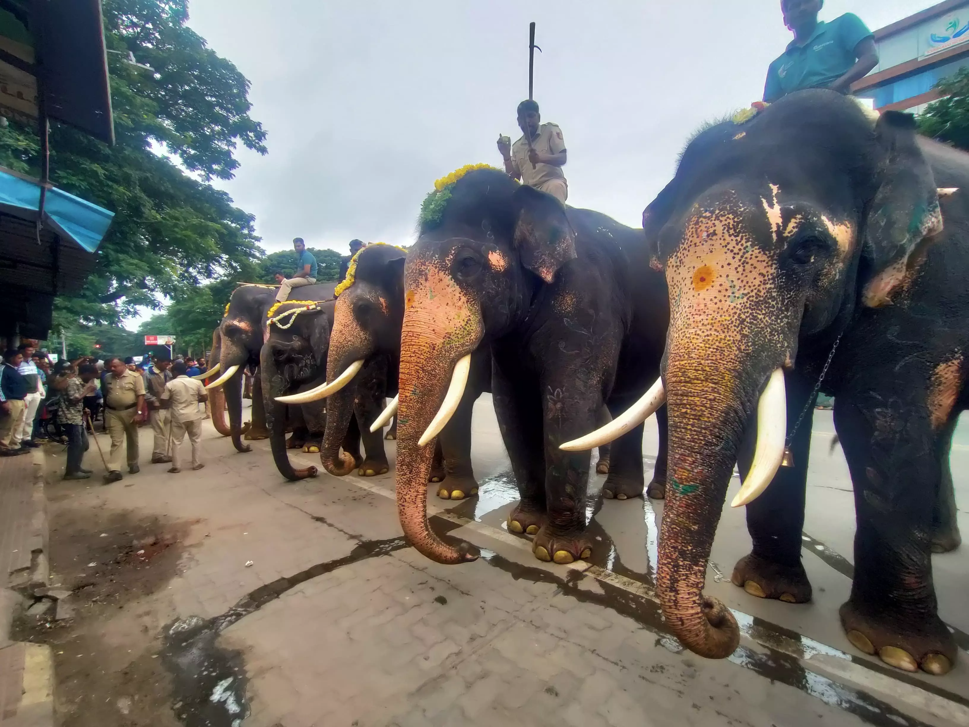 Ghee Dropped From Dasara Elephants Menu Ghee Dropped From Dasara Elephants Menu