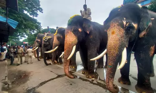 Ghee Dropped From Dasara Elephants Menu Ghee Dropped From Dasara Elephants Menu