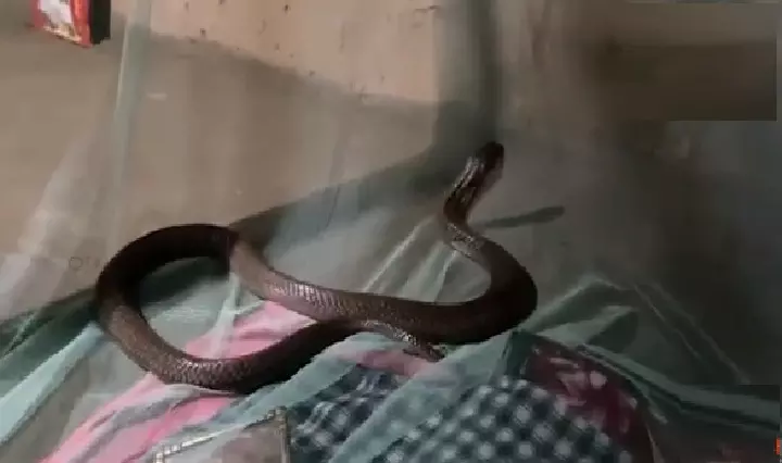 A Breath Away from Death: Cobra Shares Mans Mosquito Net in a Night of Unbelievable Survival A Breath Away from Death: Cobra Shares Mans Mosquito Net in a Night of Unbelievable Survival