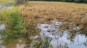 26,000 Hectares Of Crop Inundated In Godavari Districts