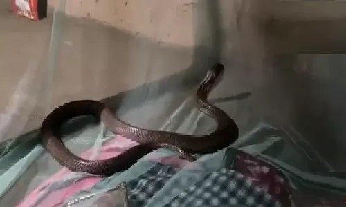 A Breath Away from Death: Cobra Shares Mans Mosquito Net in a Night of Unbelievable Survival