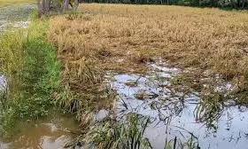 26,000 Hectares Of Crop Inundated In Godavari Districts