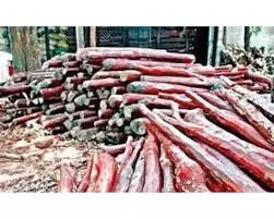 RSASTF Seizes Red Sanders Worth ₹2 Crore Near Kavali