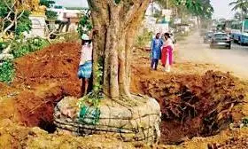 ADC Translocating Trees Obstructing Amaravati Development