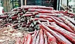 RSASTF Seizes Red Sanders Worth ₹2 Crore Near Kavali RSASTF Seizes Red Sanders Worth ₹2 Crore Near Kavali