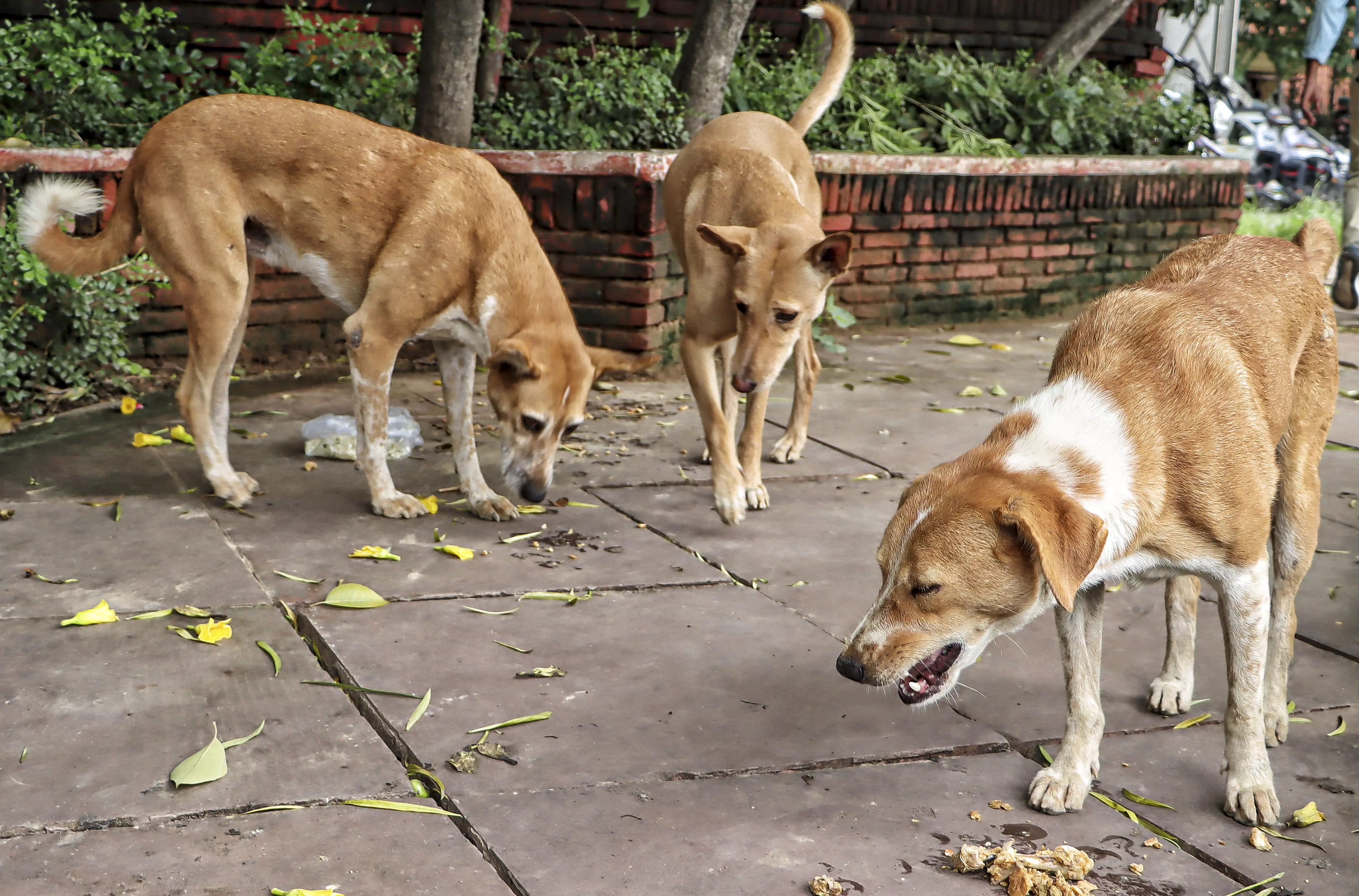 SC Refuses Urgent Hearing on Plea Against MCD Stray Dog Order