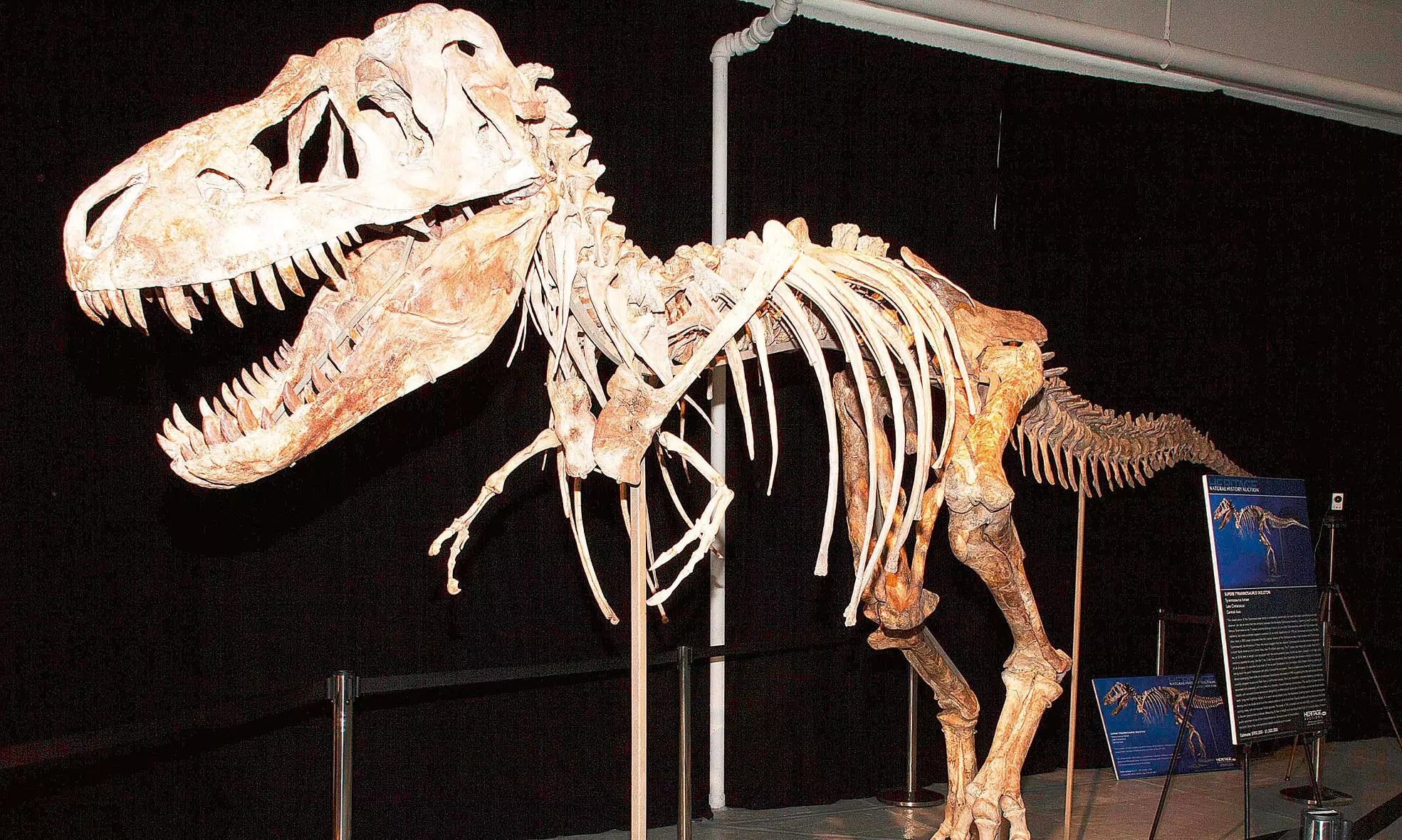 Dinosaur-Era Discovery? Fossil-Like Remains Unearthed in Rajasthans Jaisalmer