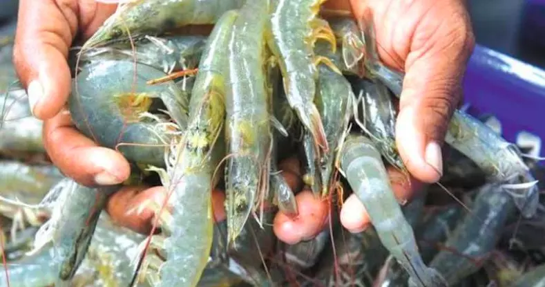 US Duty Threat: AP’s Aqua Exporters Seek Centre’s Intervention