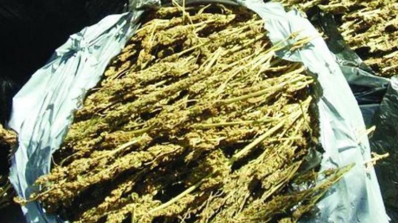Police Apprehend Four for Ganja Transport, Seize ₹22.75 Lakh
